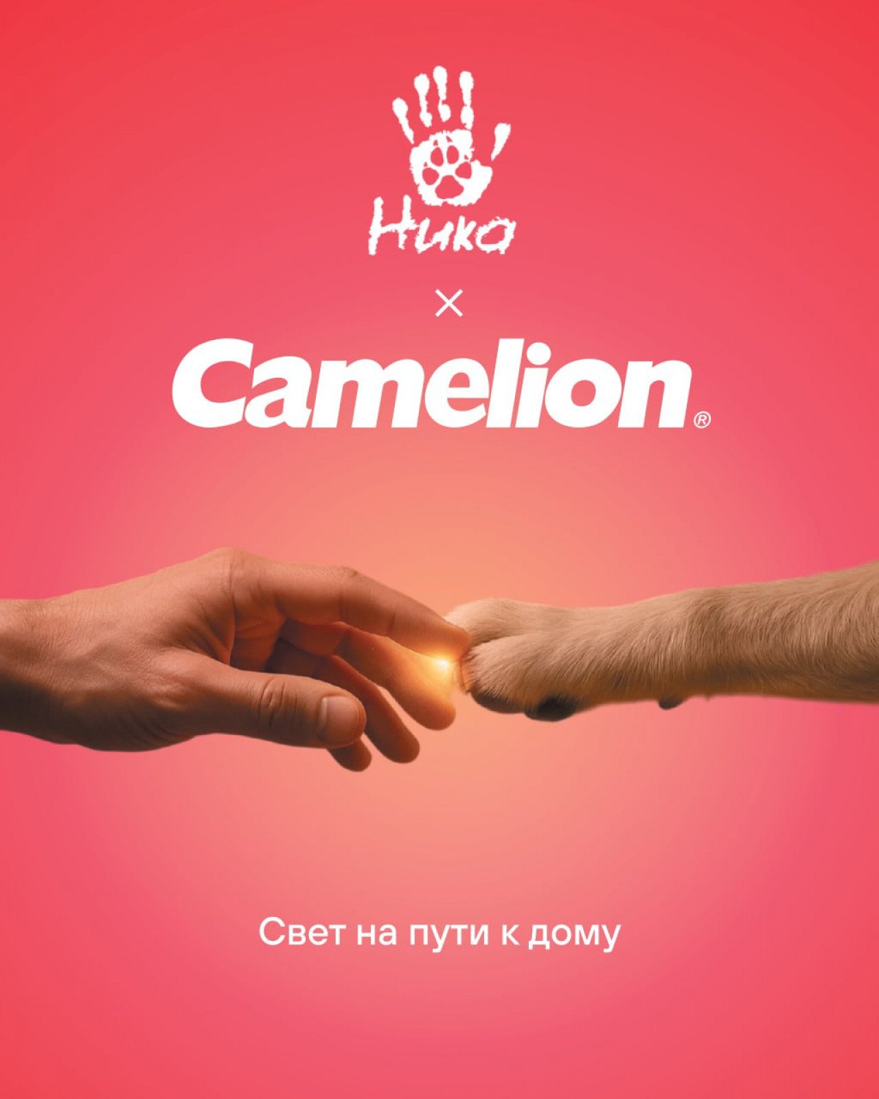 Camelion на WOOF FEST Москва: свет, который ведёт домой