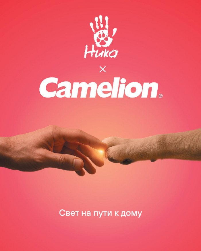 Camelion на WOOF FEST Москва: свет, который ведёт домой